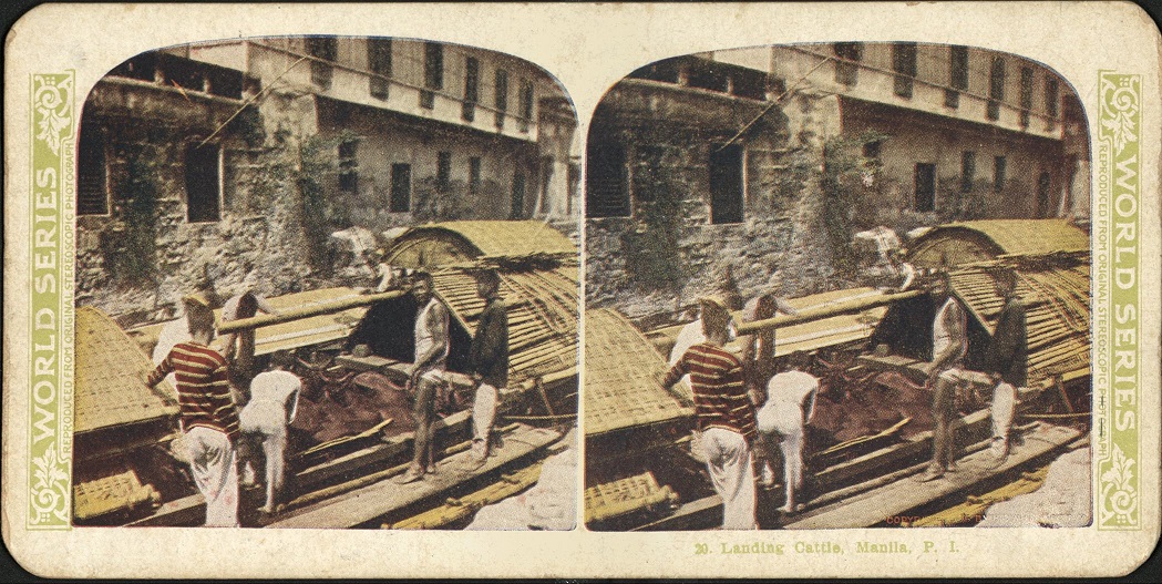 Landing Cattle, Manila, P. I.